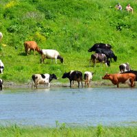 На водопое :: Татьяна Лютаева