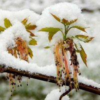 Май   2017 г. в Смоленске. :: Ольга Митрофанова