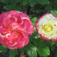 Две розы :: Дмитрий Никитин