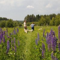 На лугу :: Галина Новинская