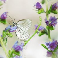 Бабочки-цветочки... :: Julia Martinkova