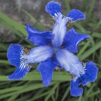 ирис сибирский - необычный цветок :: Лариса Батурова