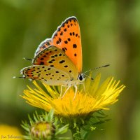 Бабочка :: Ирина Телесова