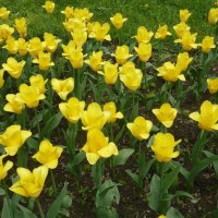 желтые тюльпаны :: Ася Зырянова