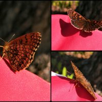 Бабочка :: Януся Характерова