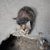 Бездомные кошки в надежде стать домашними. :: Виктор Орехов