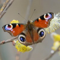 Бабочка :: Ирина Телесова