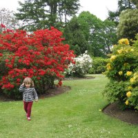 Рододендровый парк в Шотландии :: Тамара Бедай 