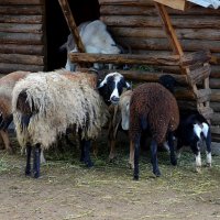 КОММУНАЛЬНЫЕ ЖИТЕЛИ ЗООПАРКА :: Анатолий Восточный