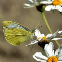 Зеленоглазая бабочка :: Ольга Голубева