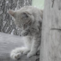кот в сквере :: Юлия Денискина