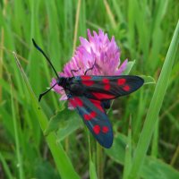 *Пестрянка таволговая (лат. Zygaena filipendulae) :: vodonos241 