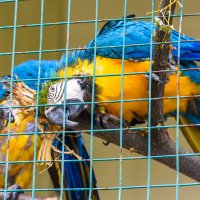 Сине-жёлтый ара :: Uliya 