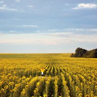 Ехали мимо... РУССКОЕ ПОЛЕ! :: Валентина  Нефёдова 