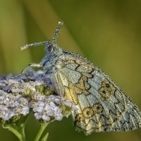 Утренний душ. :: Анатолий 71 Зверев