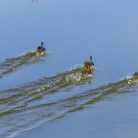 Заплыв по длинной воде :: Сергей Цветков