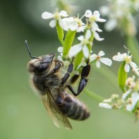 *** :: Олег Савицкий