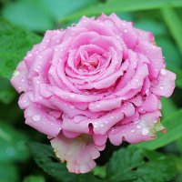Красивая роза! :: Светлана Масленникова