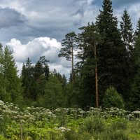 Июль. :: Владимир Безбородов