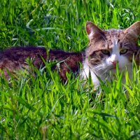 Кот в траве :: Артур Хороший