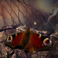 Осень бабочки :: dana smirnova