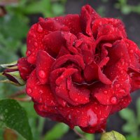 Великие Луки  Роза после дождя 19 июля 2018 :: Владимир Павлов