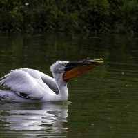 Кудрявый пеликан. :: Yuri Chudnovetz