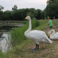 В парке поселили лебедей :: Вячеслав & Алёна Макаренины