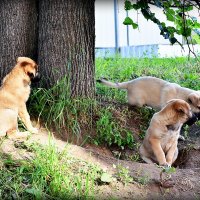 Одной крови.. :: Александр Шимохин