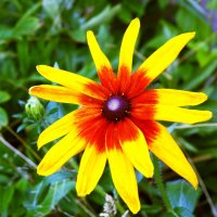Рудбекия - солнечный цветок :: Генрих 