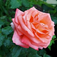 роза после дождя :: Елена Кирьянова