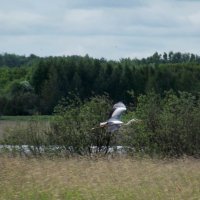 Природа Алтайского края... :: Светлана Рябова-Шатунова