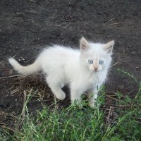 Снежный котик :: Светлана Рябова-Шатунова