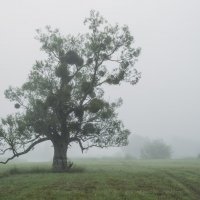 Одиноко стоящее дерево в тумане :: Сергей Корнев