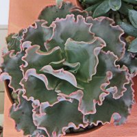 Эхеверия "Голубая волна" (Echeveria "Blue Waves") :: Tamara *