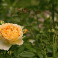 Июльская оранжевая роза с бутонами :: Aнна Зарубина
