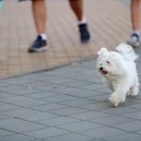 Три туриста и собака :: Анатолий Шулков