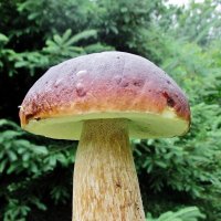 Белый гриб :: Leonid Tabakov