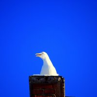 Оратор, чайка белая :: Виталий Кулешов (kadet.www)
