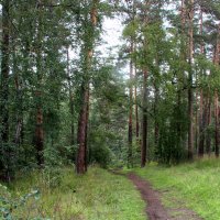 В сосновый лес :: Александр Садовский