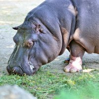 Tiergarten :: Павел Сущёнок