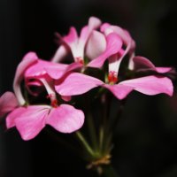 Любимые цветы! :: Анна Демьяненко
