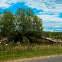 Дерево у дороги... :: Дмитрий Янтарев