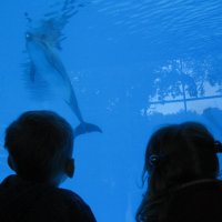наблюдение за дельфинами :: Елена 