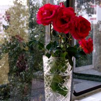 Розы :: Тамара Цилиакус
