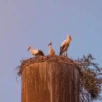 В лучах заходящего солнца :: Ольга Соболева