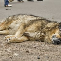 Не трогайте меня никто :: Лана Дмитриева