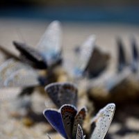 Butterflies :: Елизавета Димова