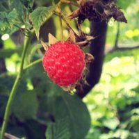 ягода-малина :: AlterAlla 