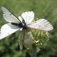 Бабочкина любовь. :: Андрей Зайцев